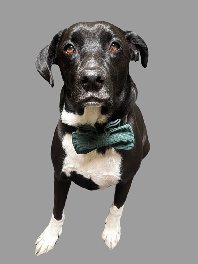 Indiana Bones