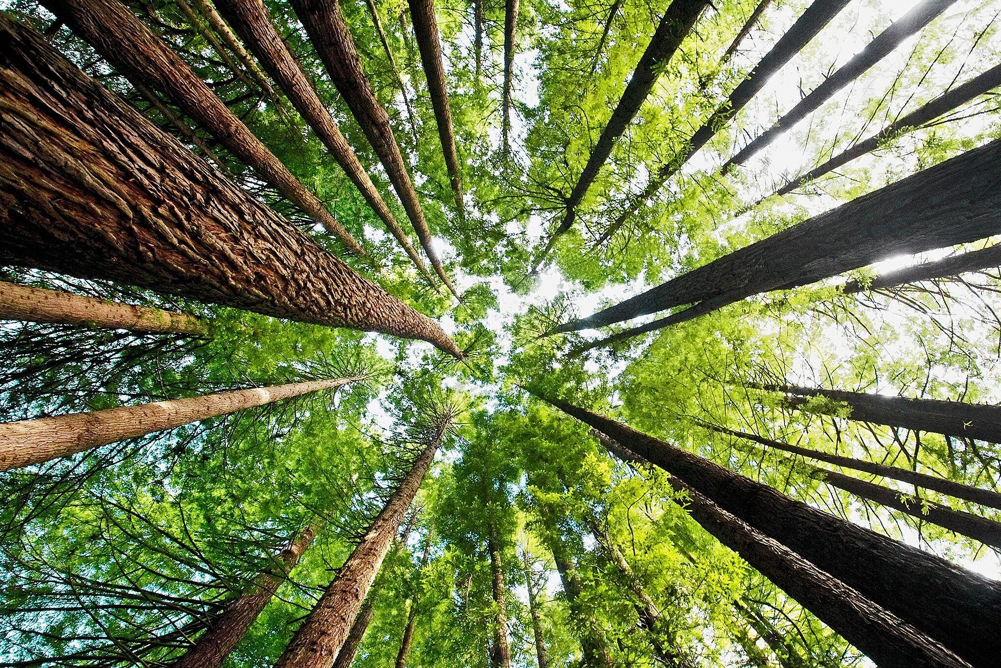 Photo of California redwoods forrest illustrating MTA's commitment to sustainability
