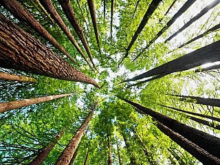 Photo of California redwoods forrest illustrating MTA's commitment to sustainability